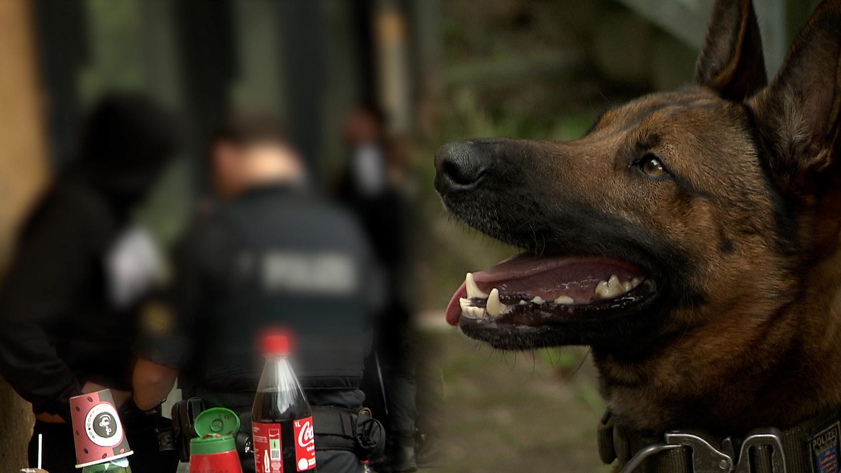 gangster-werden-wutend-hund-leo-erschnuppert-gras-und-kokain