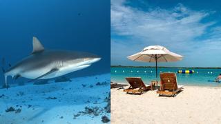 Ein Grauer Riffhai und das Blue Haven Resort auf der Insel Providenciales in der Karibik.