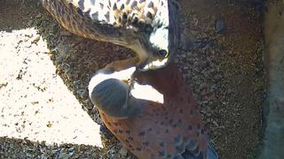 Hier wird ordentlich geschnäbelt! Ein Turmfalke in Oldenburg hatte, entgegen der Natur der Vögel, zwei Weibchen gleichzeitig