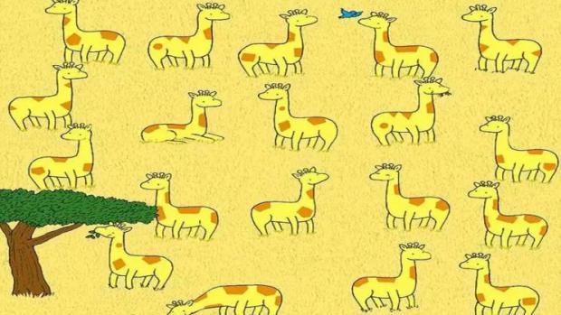 Punkte über Punkte - aber welche Giraffe hat hier keinen Doppelgänger?