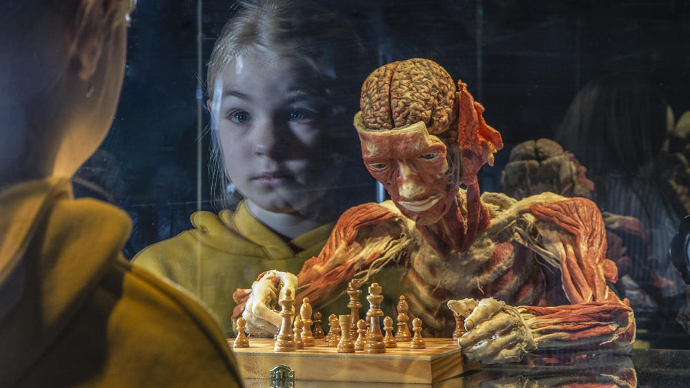 Ein Mädchen begutachtet ein Exponat der Körperwelten-Ausstellung