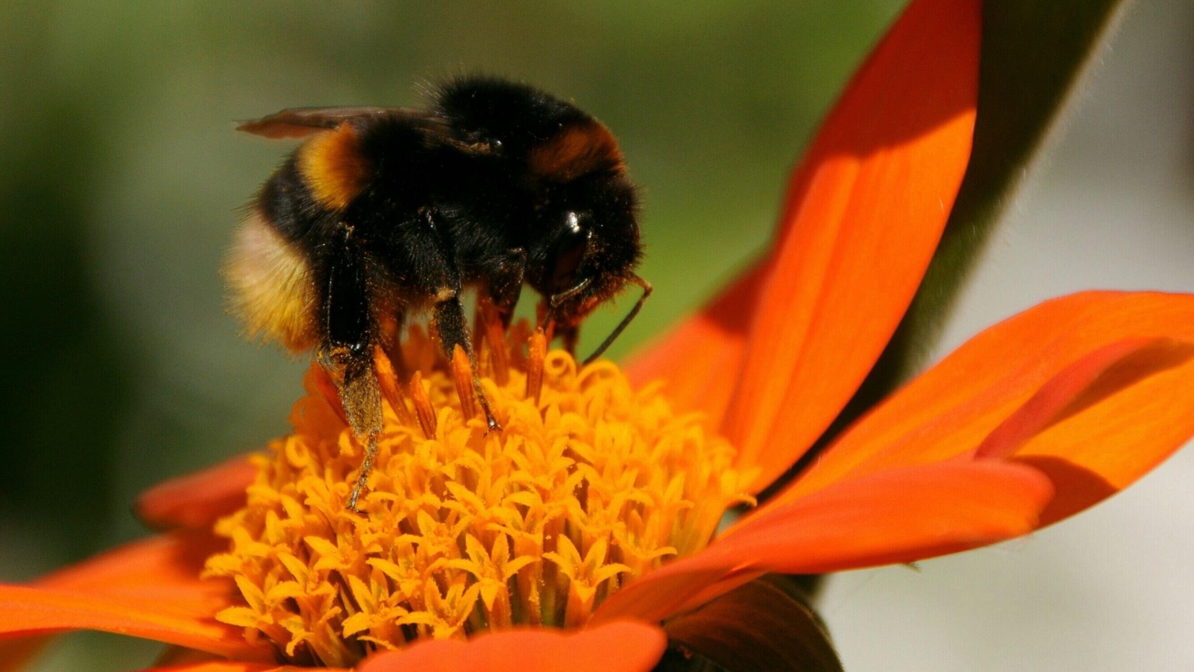 Eine Hummel sitzt auf einer Blüte.