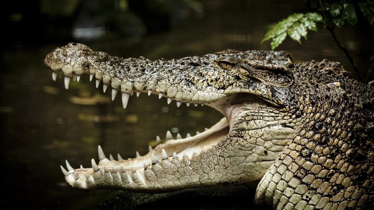 sie-lauern-in-sumpfen-flussen-und-kustengewassern-australische-salzwasserkrokodile-es-sind-die-groten-heute-lebenden-krokodile