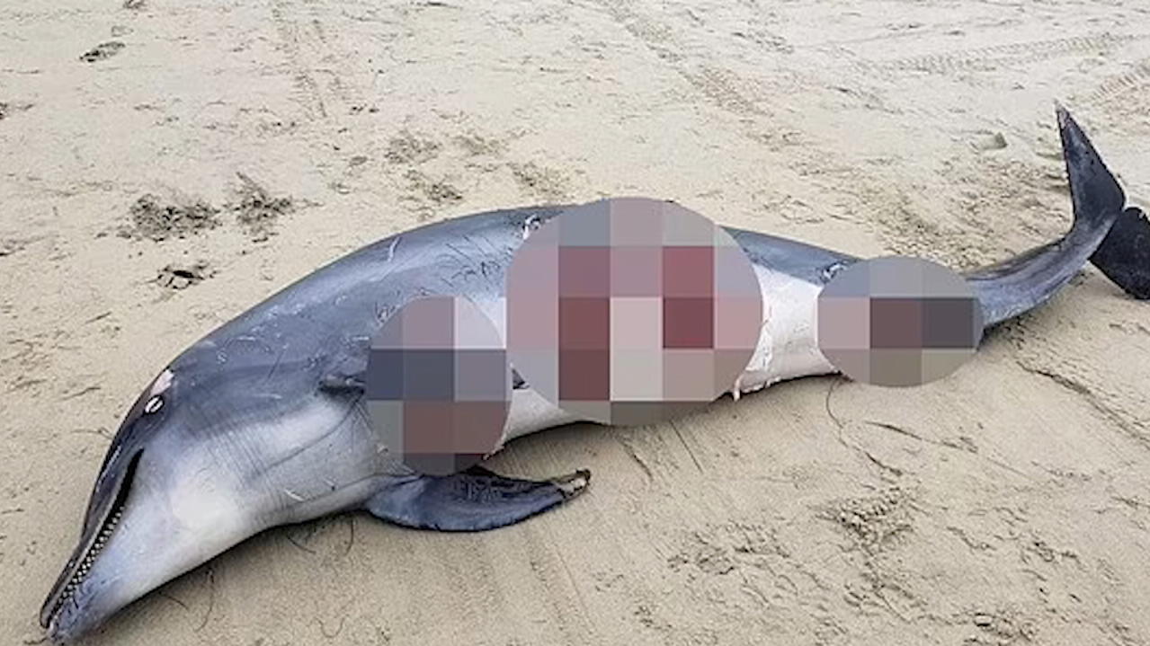 erschreckende-bilder-mehrere-haie-fressen-von-delfin