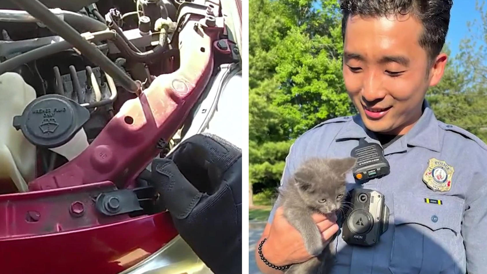 Motor wird zum Miezen-Mobil!  - Polizisten retten Katze auf Autobahn