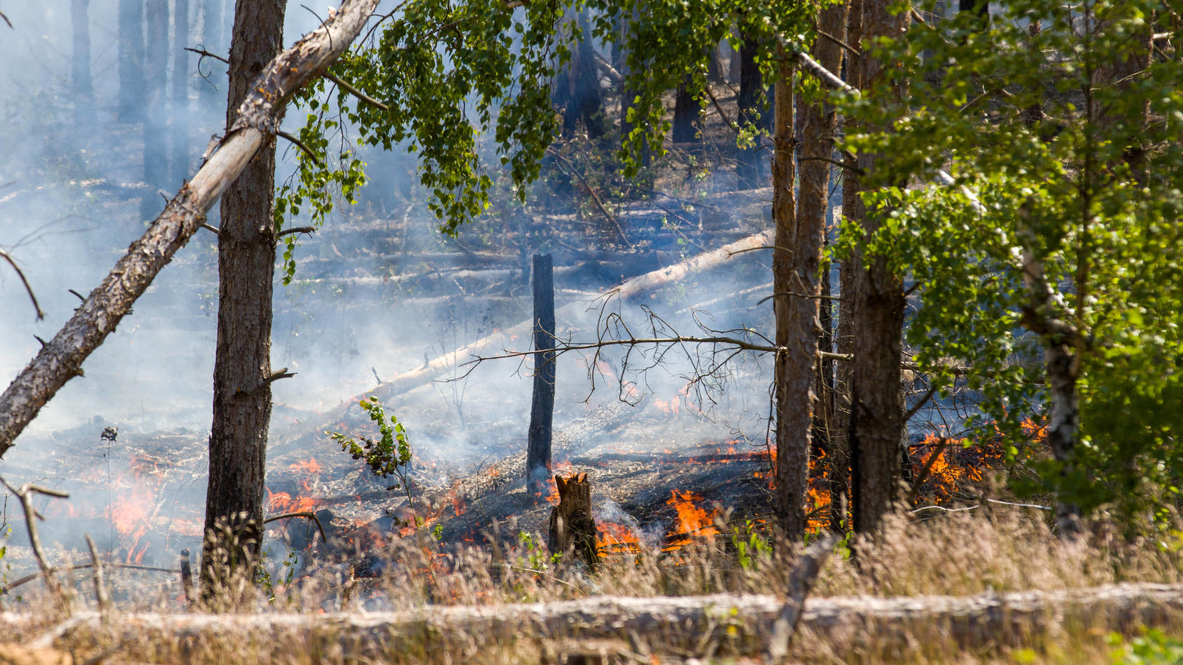 waldbrande-in-deutschland-feuerwehr-kann-nichts-machen