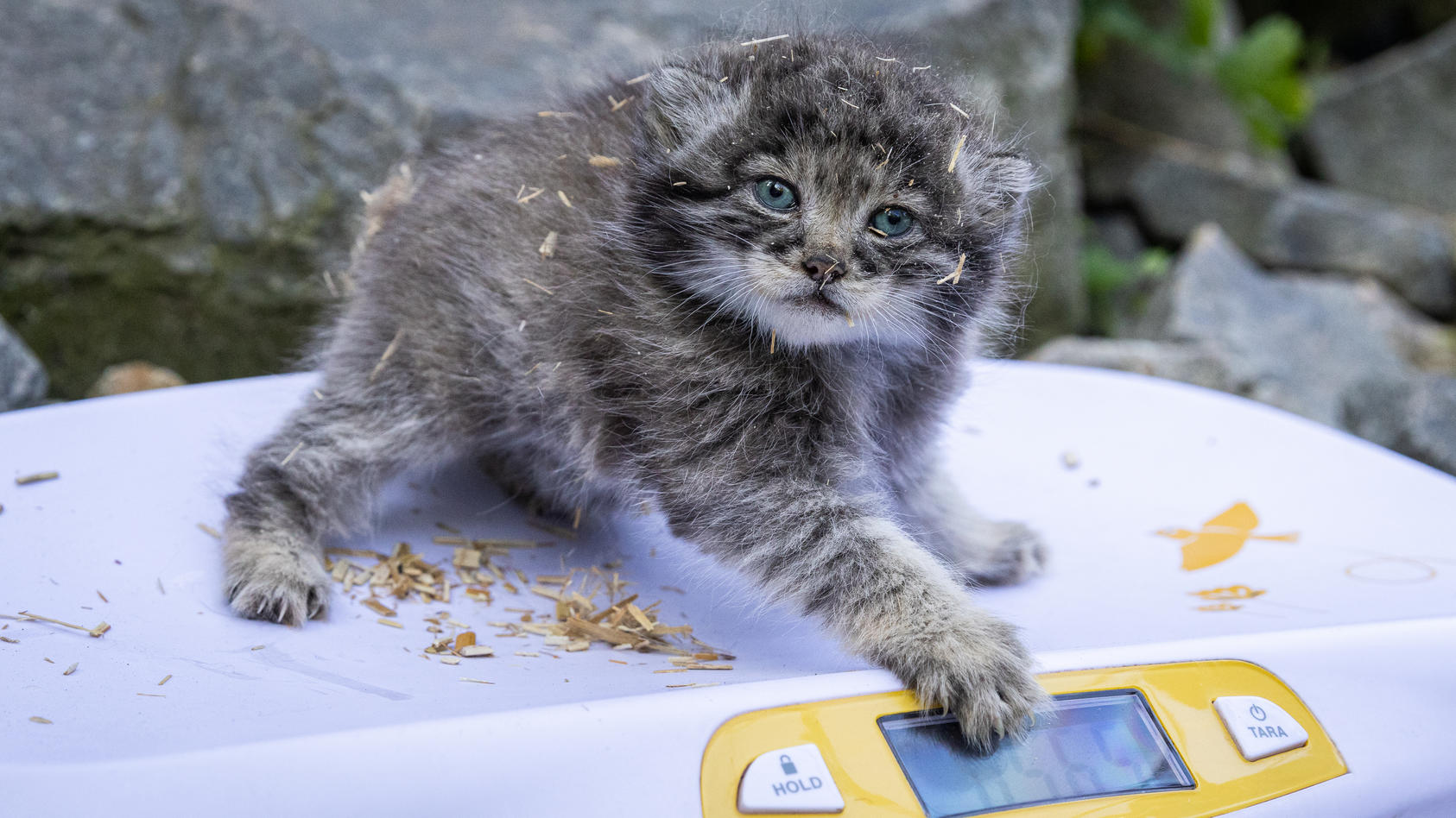 der-manul-nachwuchs-im-berliner-tierpark-wiegt-ca-ein-halbes-kilo