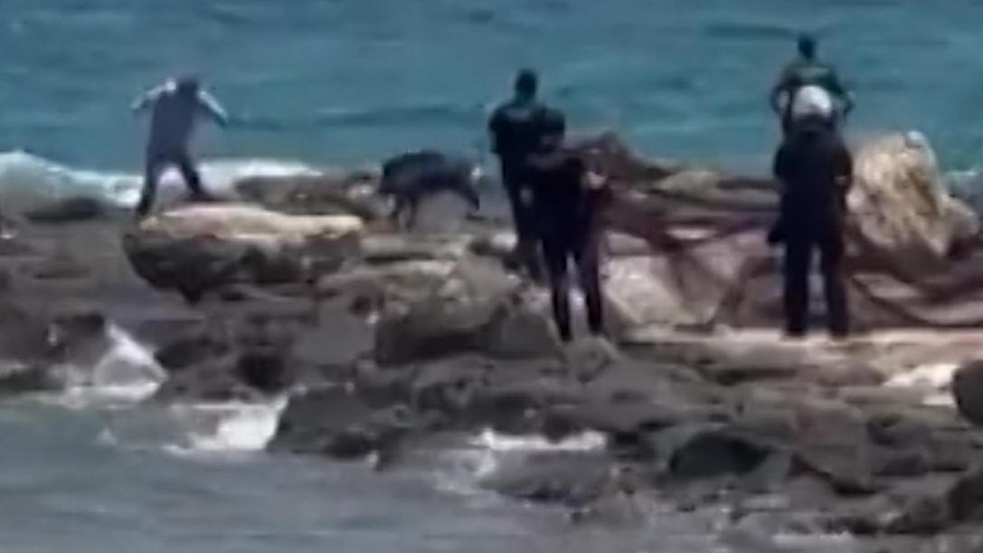 Aggressives-Wildschwein-attackiert-Polizisten-am-Strand-Tier-wird-erschossen-