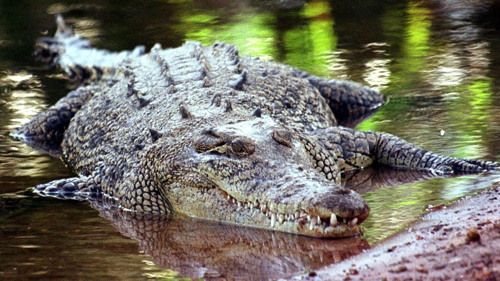 ohne-sich-gepaart-zu-haben-legt-eine-krokodildame-in-costa-rica-mehrere-befruchtete-eier-symbolbild