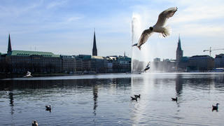 ARCHIV - 24.03.2017, Hamburg: Möwen fliegen über der Alster mit der Alsterfontäne. Die Alsterfontäne wird bald wieder angeschaltet. Foto: Sina Schuldt/dpa +++ dpa-Bildfunk +++