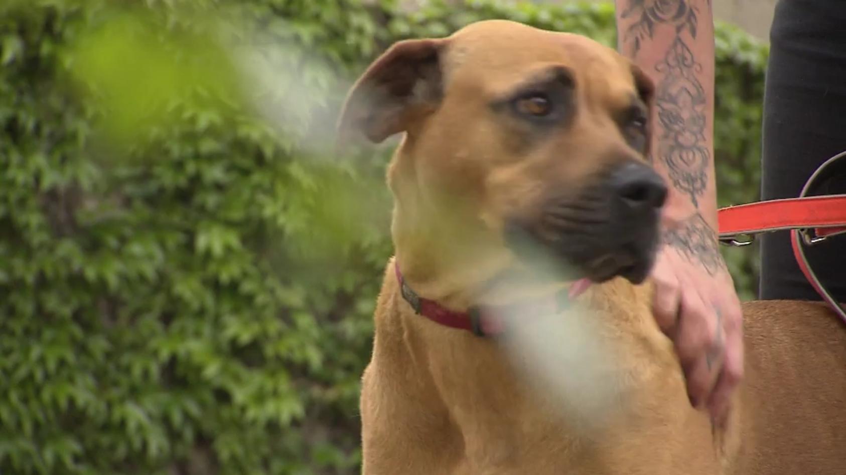 tierisches-gluck-gesucht-wer-hat-ein-herz-fur-hundedame-lotti