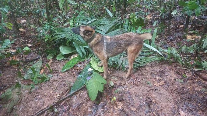 Nun wird Hund Wilson im Dschungel vermisst