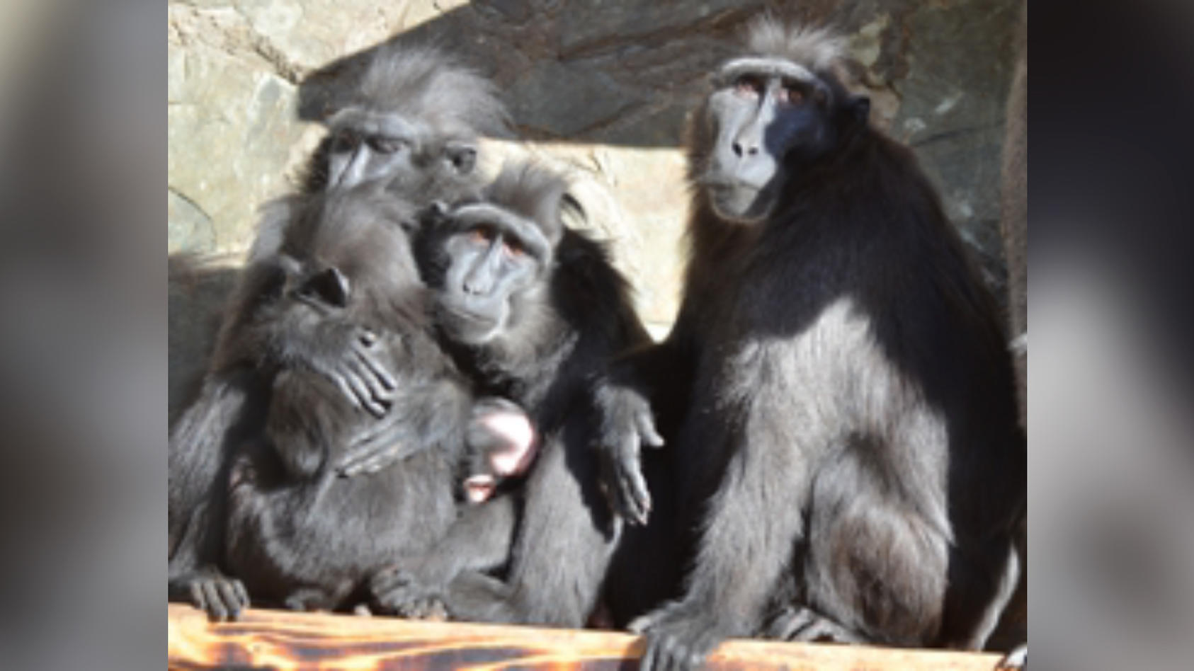 Tierischer Ausbruch: Sechs Affen fliehen aus tschechischem Zoo in Děčín