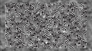 Suchbild Klavier zwischen Zebras