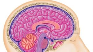 Die Abbildung zeigt, wie das zentrale Nervensystem vom Gehirn über das Rückenmark automatisch ablaufende Körperfunktionen steuert.