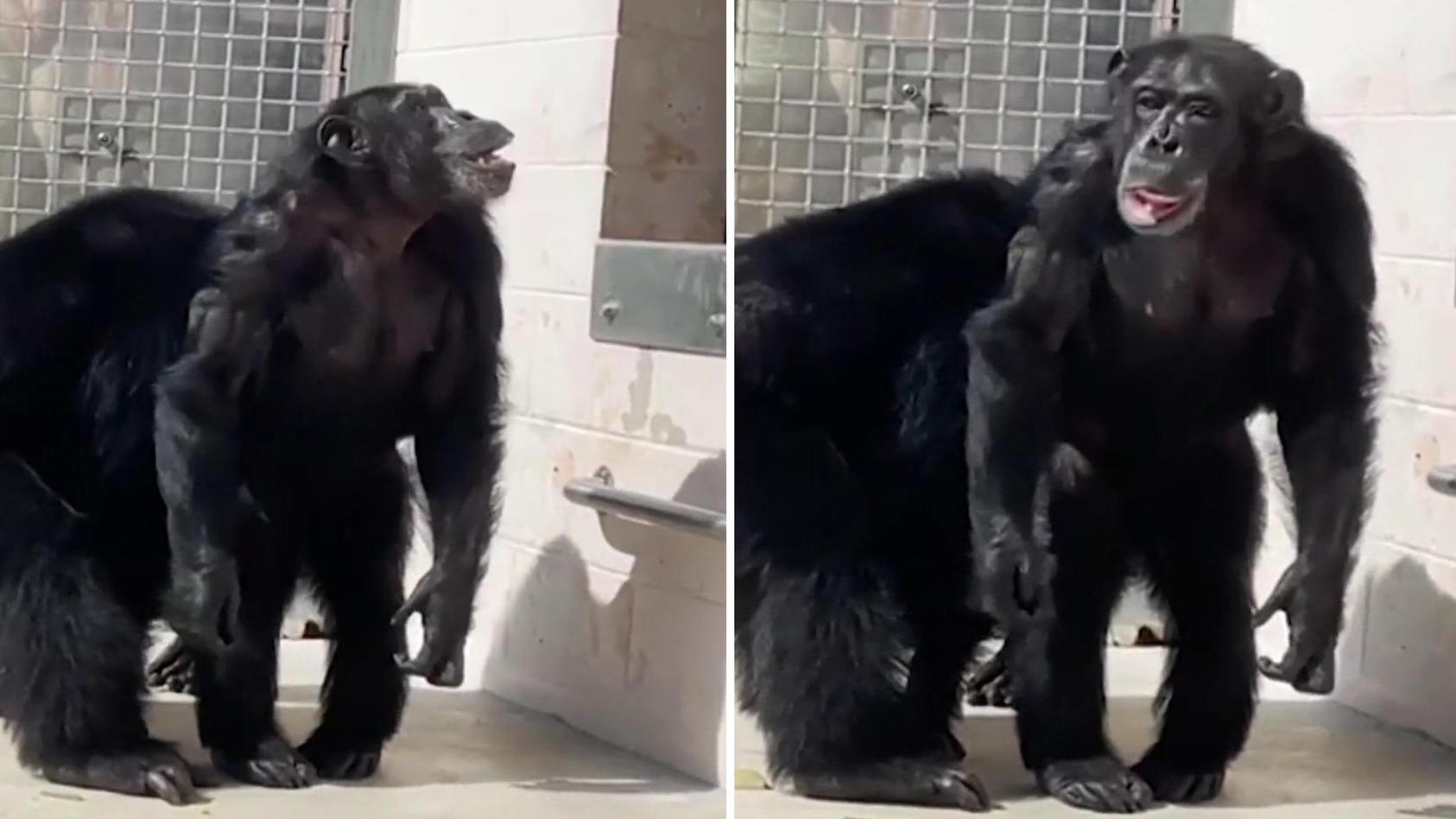 Nach Jahren in Schimpanse ersten Mal Gefangenschaft: zum den sieht Vanilla Himmel