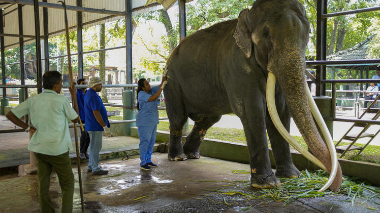 Verschenkter Elefant jahrelang misshandelt: Jetzt ist Sak Surin endlich