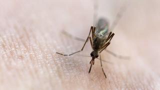 Mückenstich In Melbourne sollen sich Bürger und Bürgerinnen aktuell vor Mückenstichen schützen - es droht eine Infektion mit fleischfressenden Bakterien.