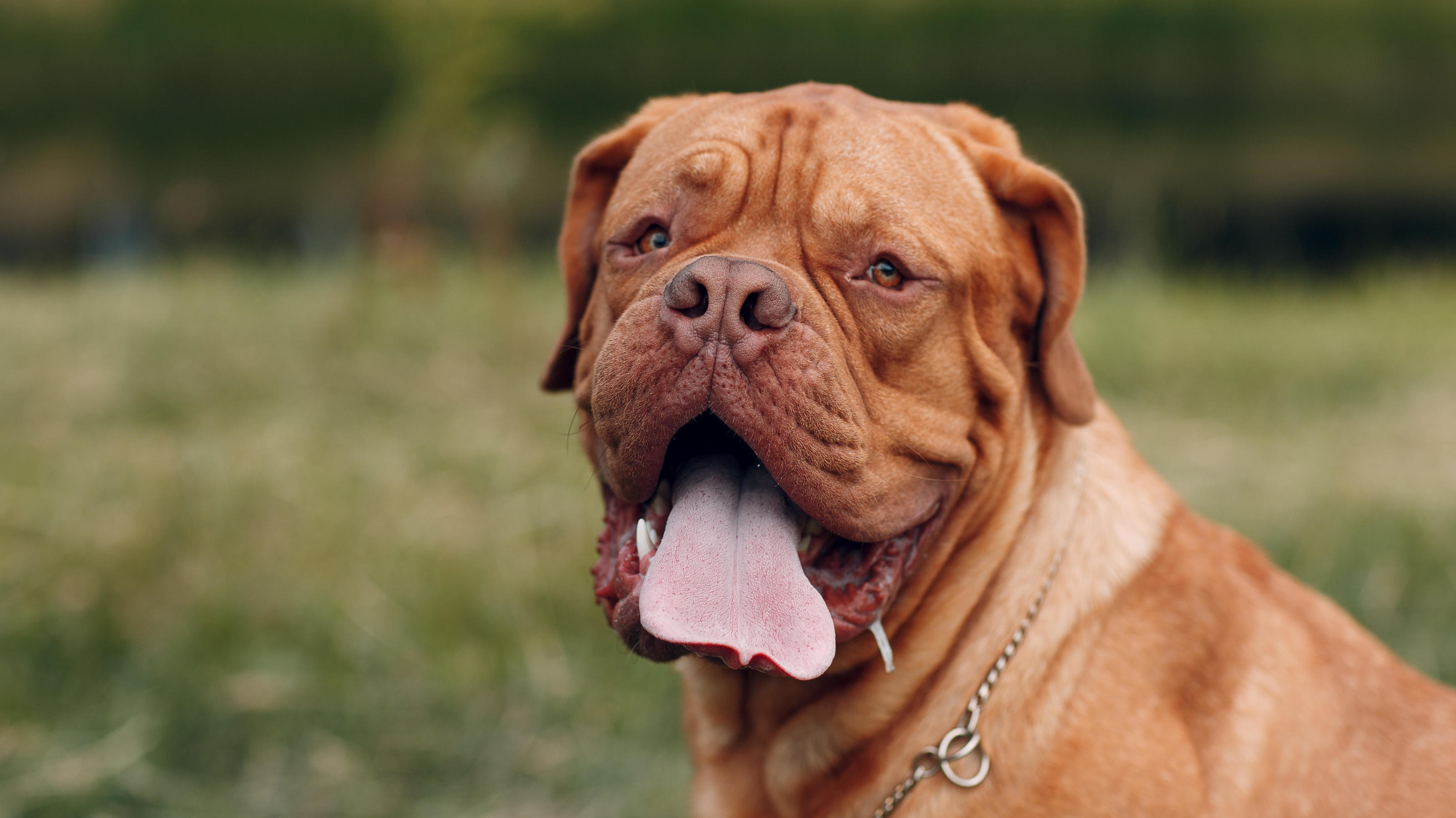 Hundeangriff in Thüringen: Bullmastiff-Mischling greift junge Frau an