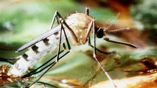 ARCHIV - Undatiertes Archivfoto einer Tigermücke, die zu den Überträgern des Dengue-Fiebers zählt. Die aus Asien stammende aggressive Mücke sticht auch tagsüber und breitet sich inzwischen in Nordamerika und Europa aus. Wer auf Insektengift allergisch ist, den nerven Steckmücken nicht nur, sie bedrohen seine Gesundheit. Foto: Stephan Jansen dpa (zu dpa 0362 vom 17.08.2012)  +++(c) dpa - Bildfunk+++