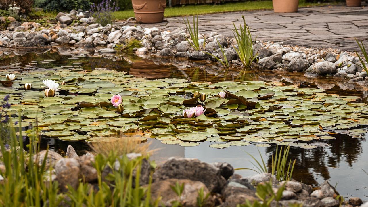 Kreis Dithmarschen Mann (76) liegt tot im Gartenteich Wasser ist nur