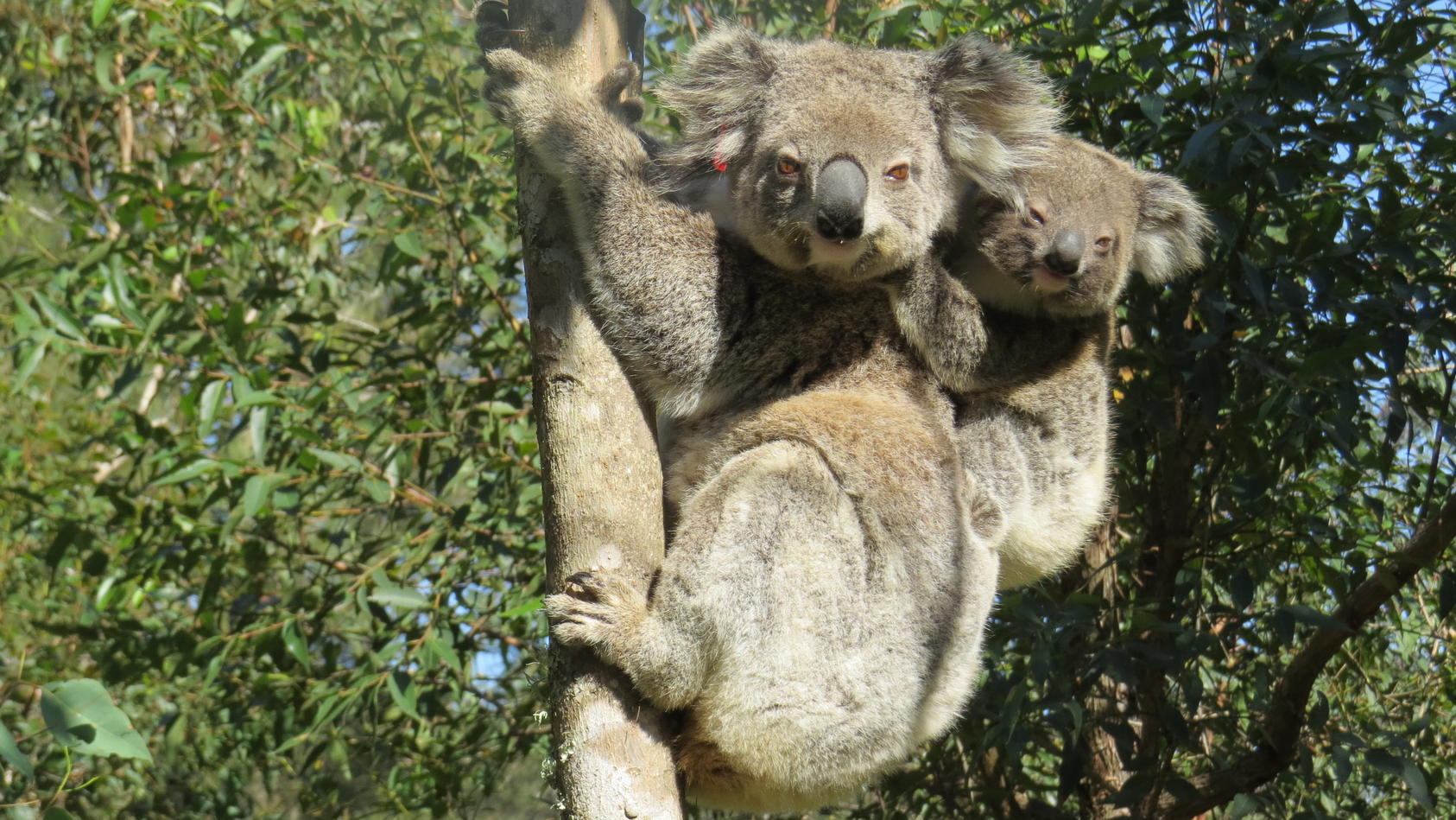 Koala Ember verbrannte fast in der Buschfeuer Hölle jetzt wird sie