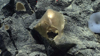 SONDERKONDITIONEN: Satzpreis!The mysterious golden "orb" spotted at 3.2km deep. See SWNS story SWNAorb. Scientists have found a golden orb at the bottom of the ocean - and they admit they have no idea what it is. Researchers operating a remotely operated vehicle (ROV) spotted the shiny mystery 3.2km deep off the coast of Alaska on 30 August. A team from the U.S. government's NOAA Ocean Exploration department were left confused by the sighting. In footage from the find, a member of the Seascape Alaska 5 expedition crew is heard to say "it's like the beginning of a horror movie", while another suggests "I'm pretty sure this is how the first episode of the X-Files started." Upon spotting the orb, the team make suggestions on what it could be, including a yellow hat, a face, an egg casing or dead sponge. One researcher says: "It's almost like it was a face and whatever it was on it fell off." / action press