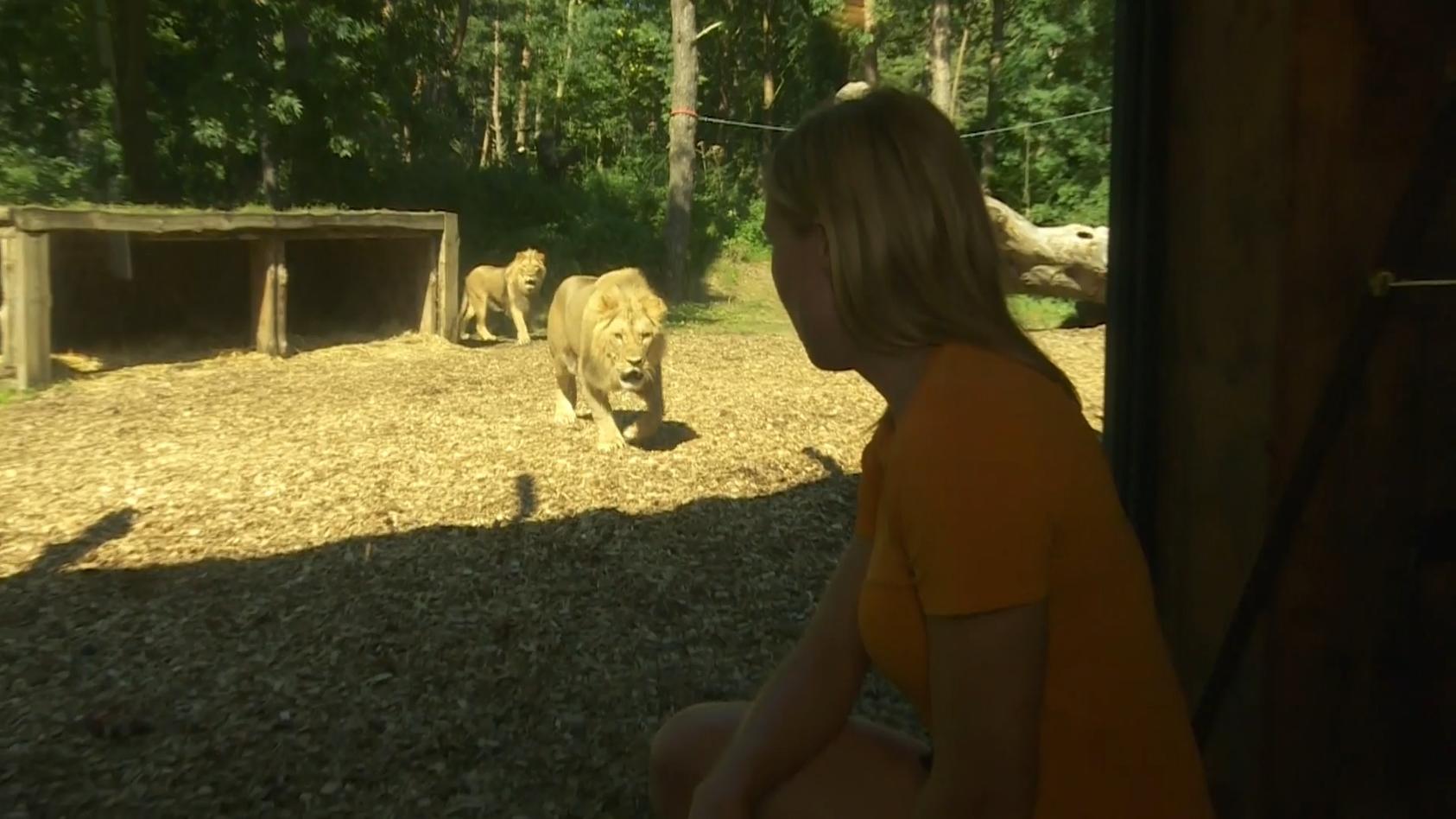 safari-park-in-england-eine-nacht-im-lowengehege