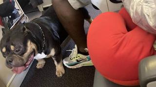 Dieser Hund hat auf einem Flug der Airline Singapore Airlines für mächtig Ärger gesorgt.