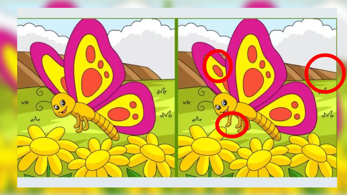 Auflösung Schmetterlingssuchbild
