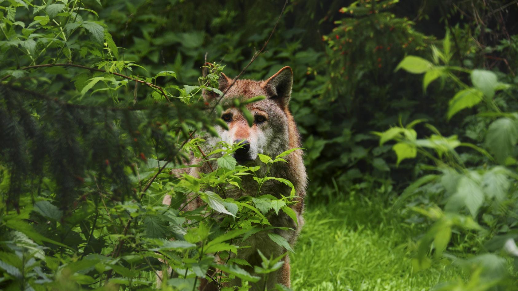 In Niedersachsen leben derzeit mehr als 500 Wölfe.(Symboldbild)