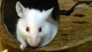 Zwei weiße Mäuse, aufgenommen am 4.2.2004 in einer Dortmunder Zoohandlung.