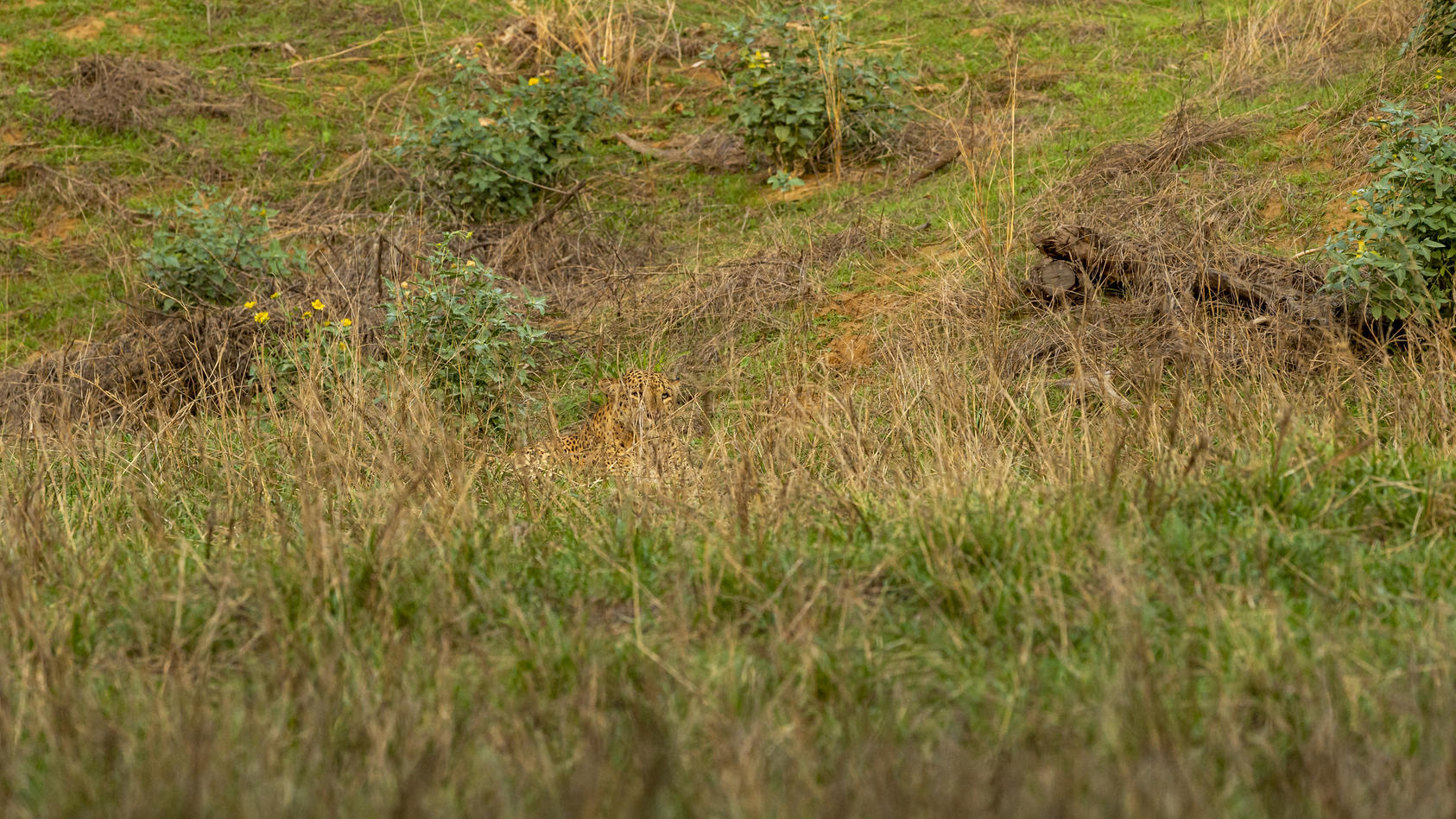 ein-indischer-wilder-mannlicher-leopard-tarnt-sich-im-grunen-monsungras-im-wald-des-ranthambore-nationalparks-rajasthan-indien-asien