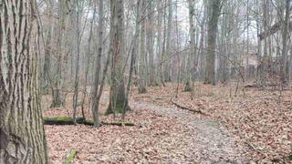 Ein Wald im Herbst mit braunen Blättern auf dem Boden. Durch den Wald führt ein grauer Waldweg
