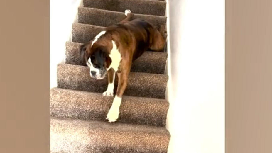 wie-nimmt-der-denn-die-stufen-hund-hat-spezielle-treppen-technik