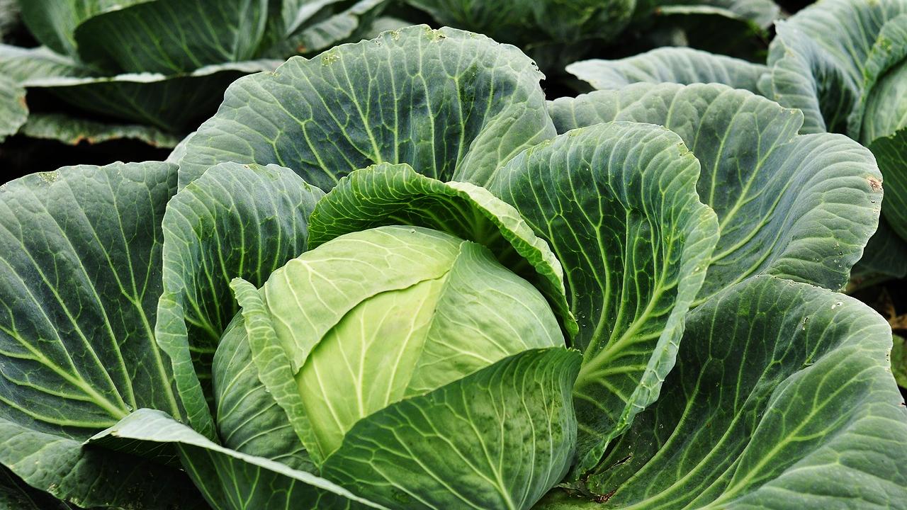Die Kohl-Saison hat begonnen. Wetten, dass Sie das Gemüse noch nie so günstig zubereitet haben?