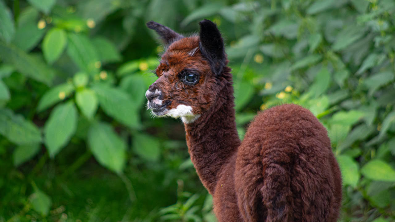 Alpakas qualvoll im Tierpark Klosterwald verendet Besucher leeren