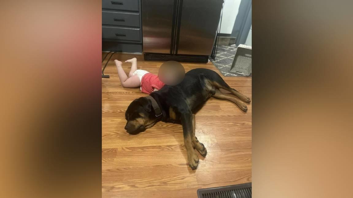 thea-c-2-ist-mit-den-beiden-familienhunden-am-mittwochabend-in-den-wald-verschwunden-dort-wurde-sie-gefunden-wie-sie-auf-einem-der-hunde-geschlafen-hat