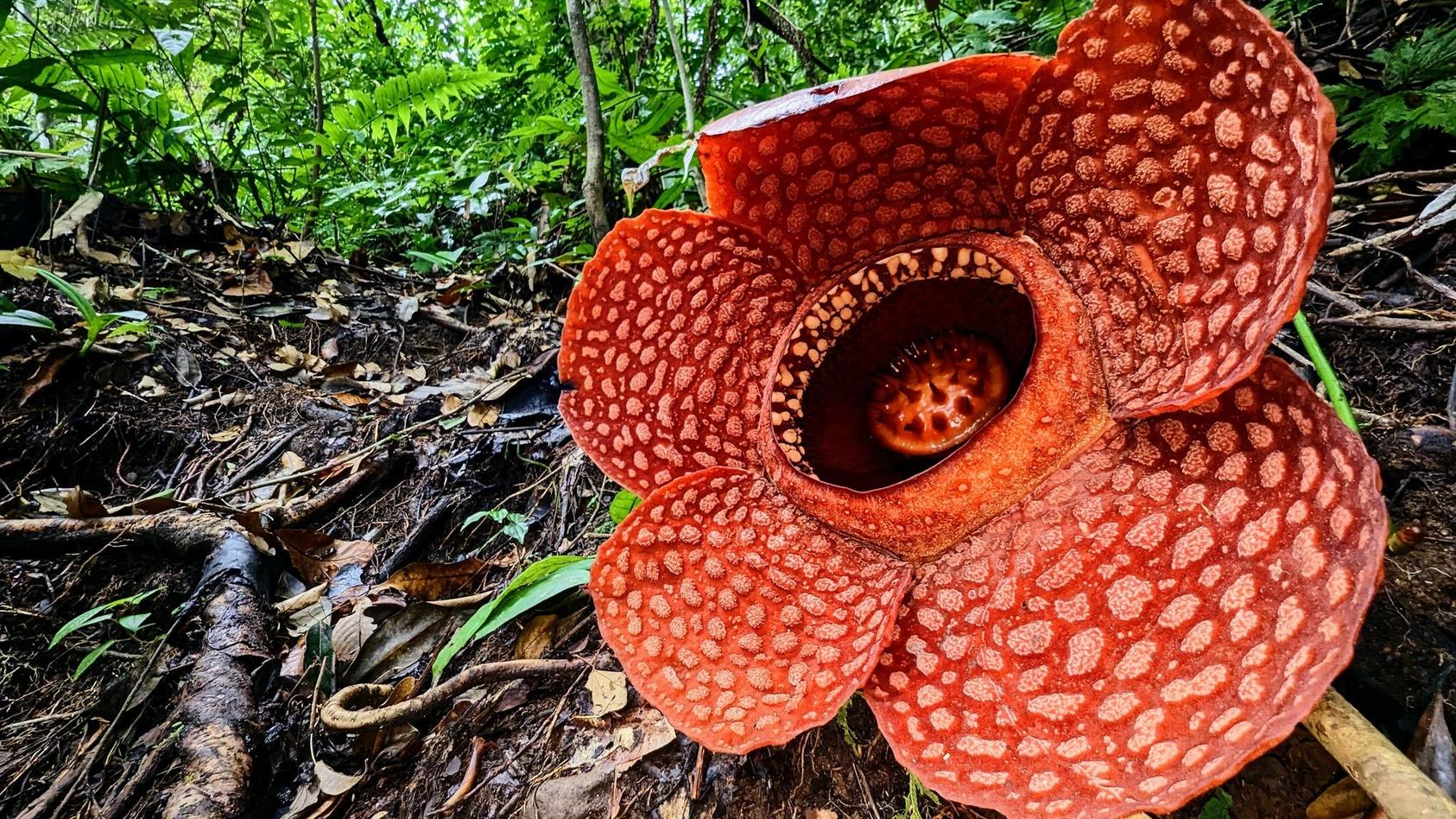 Rafflesien sind die größten Blumen der Welt - gibt es sie bald nicht mehr?