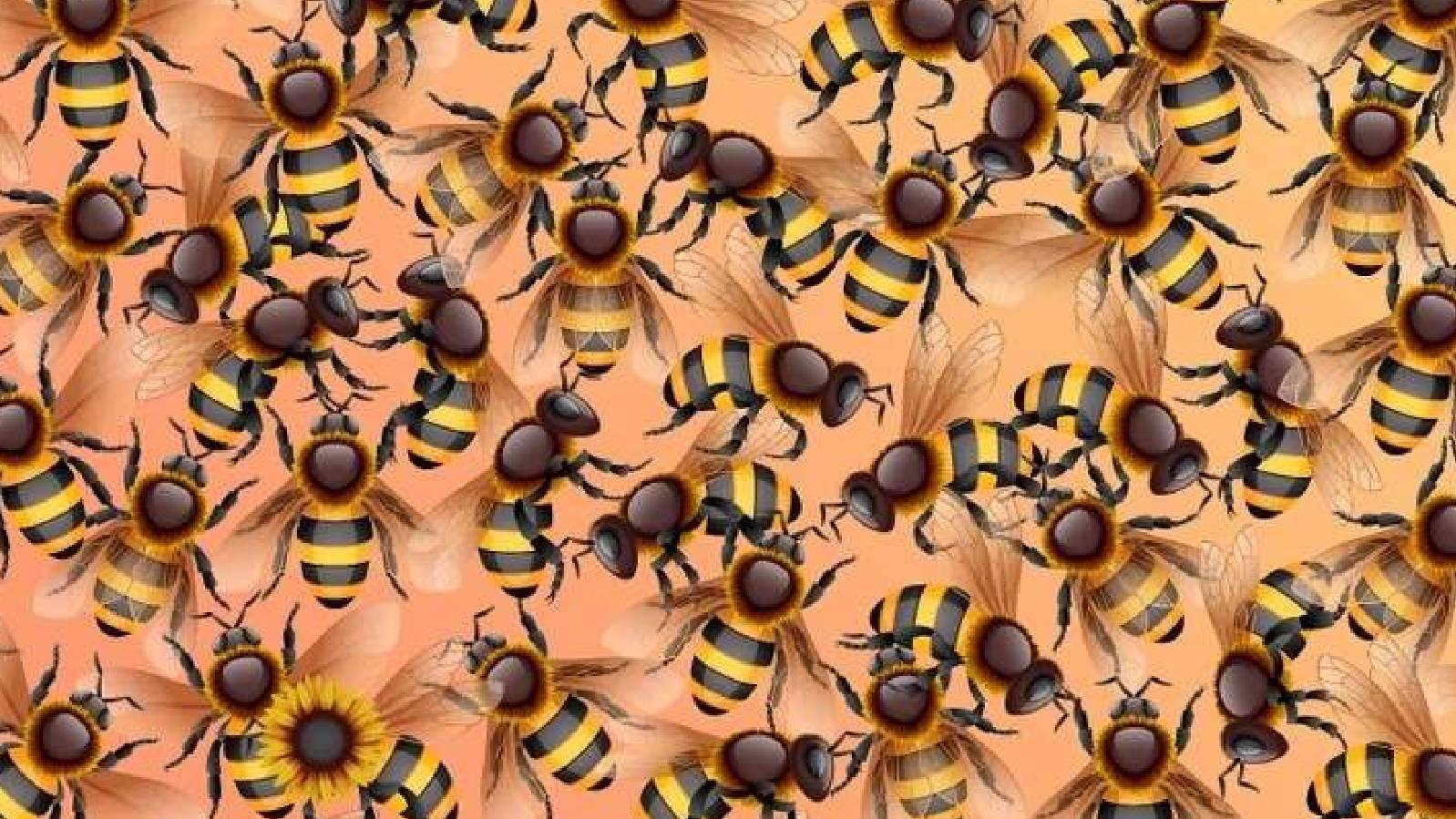 Können Sie HIER - inmitten all der Bienen - eine Sonnenblume finden?