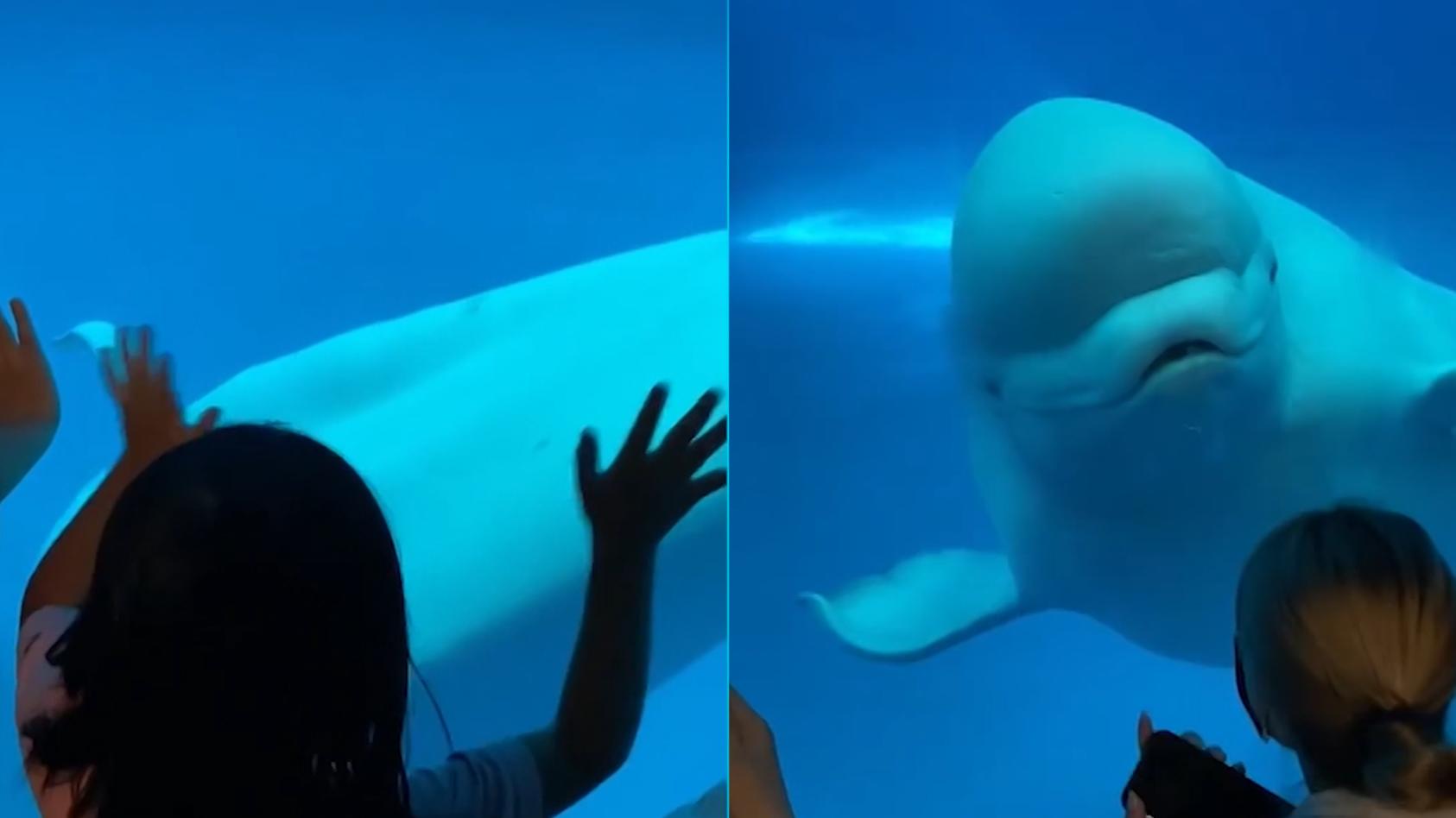 er-signalisiert-so-nicht-beluga-schockt-dreiste-touristen
