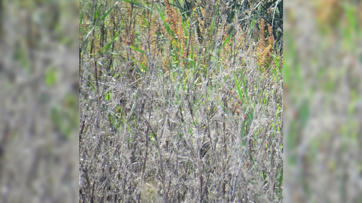 finden-sie-den-versteckten-vogel