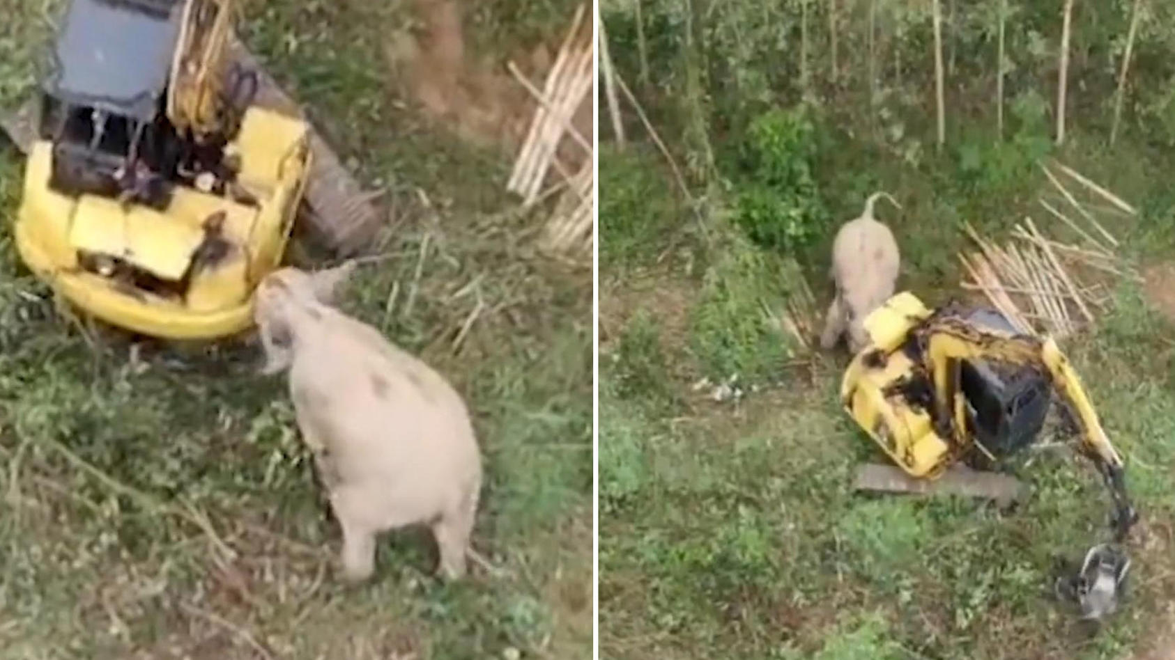 er-verteidigt-sein-zuhause-elefant-attackiert-bagger