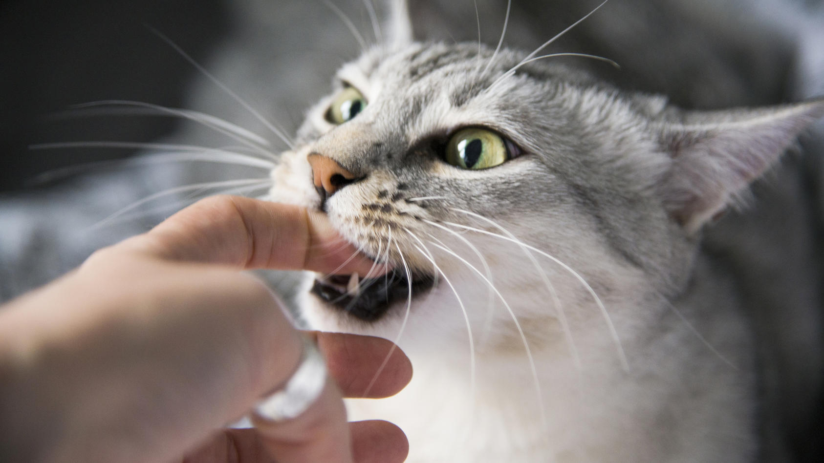 Eine Katze beißt in einen Finger.