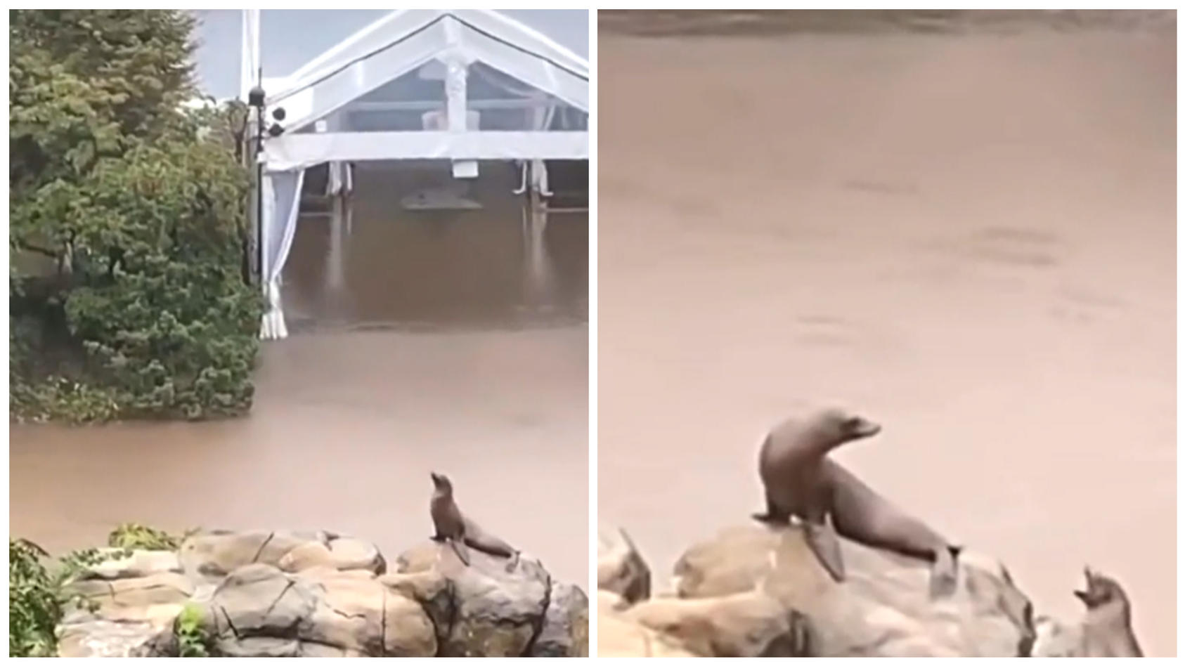 Die Seelöwen im Central Park Zoo in New York retteten sich auf einen Felsen.