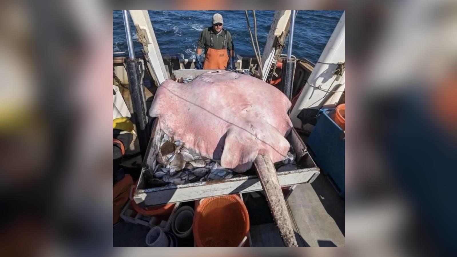Stachelrochen liegt auf dem Rücken auf dem Boot der Fischer