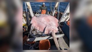 Stachelrochen liegt auf dem Rücken auf dem Boot der Fischer