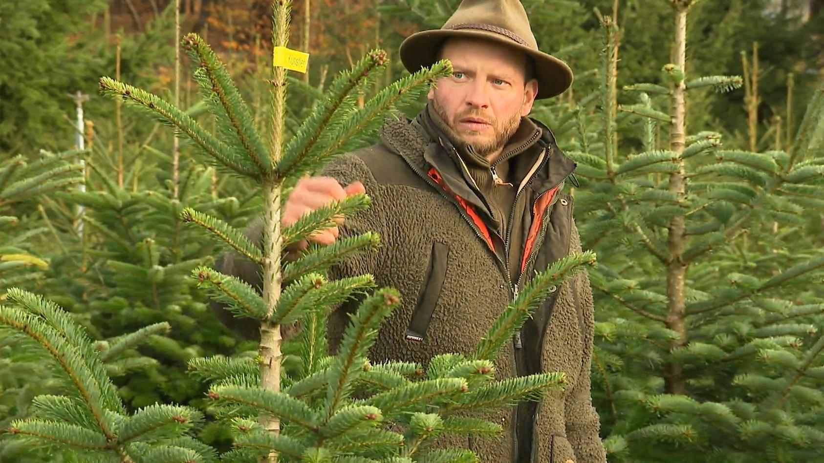 Tannenbaum Echt oder Fake?