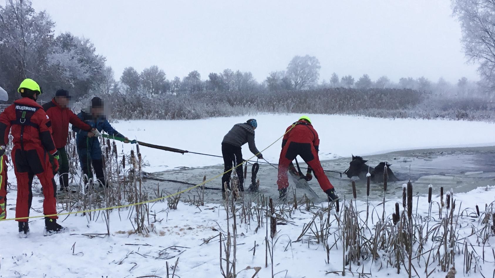 Dünnes Eis Feuerwehr Neumünster rettet Pferde aus gefrorenem Teich