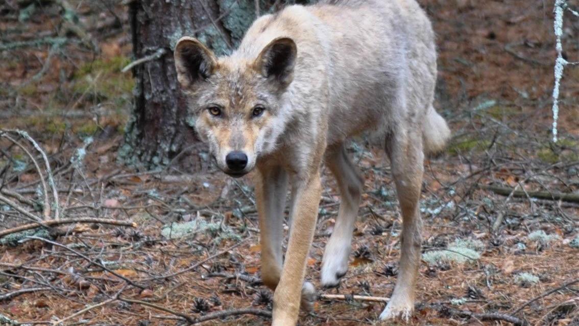 Los lobos de la zona de exclusión alrededor de Chernobyl han desarrollado adaptaciones genéticas.